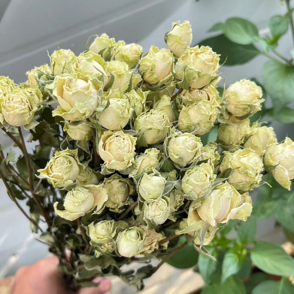 Real Preserved Roses Dried Flo - Resin Art Rose recension och pris
