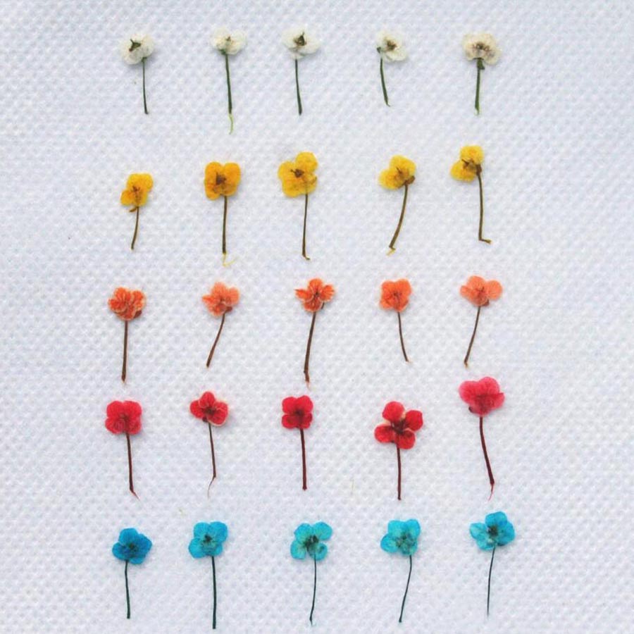 60pcs Mini Pressed Dried Flowe - Resin Art Case recension och pris
